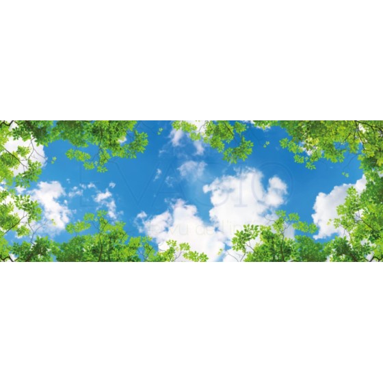 005 - Ciel et arbres