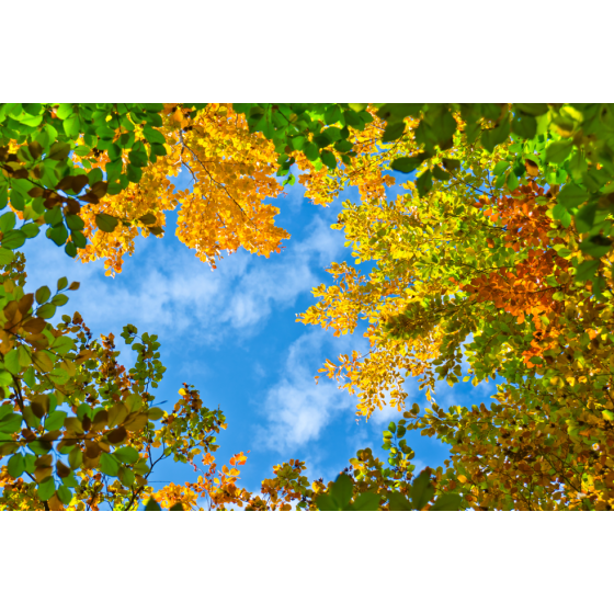 033 - Arbres automnes et ciel