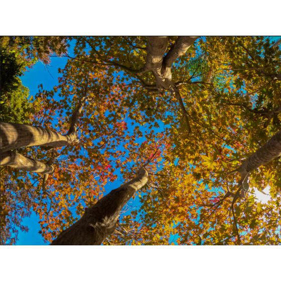 040 - Érable automne