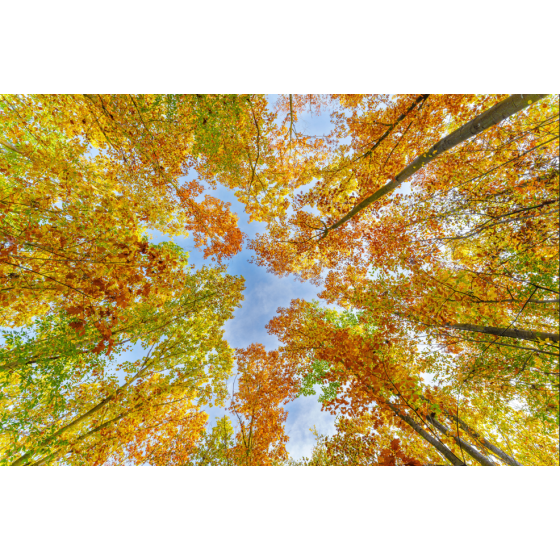 041 - Forêt automne